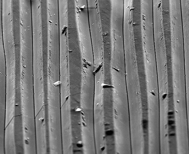 ElectronMicroscopeImageOfDirtyVinylRecordGroove