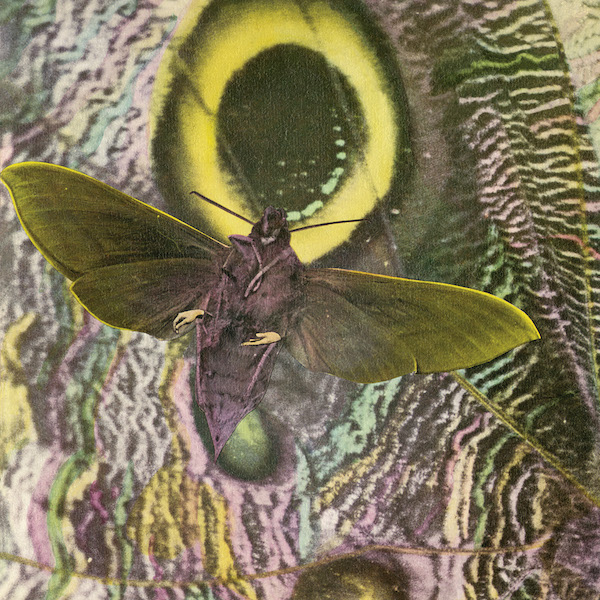 Mothmen-2400-resize